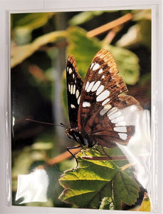 Greeting Cards: Butterfly Card